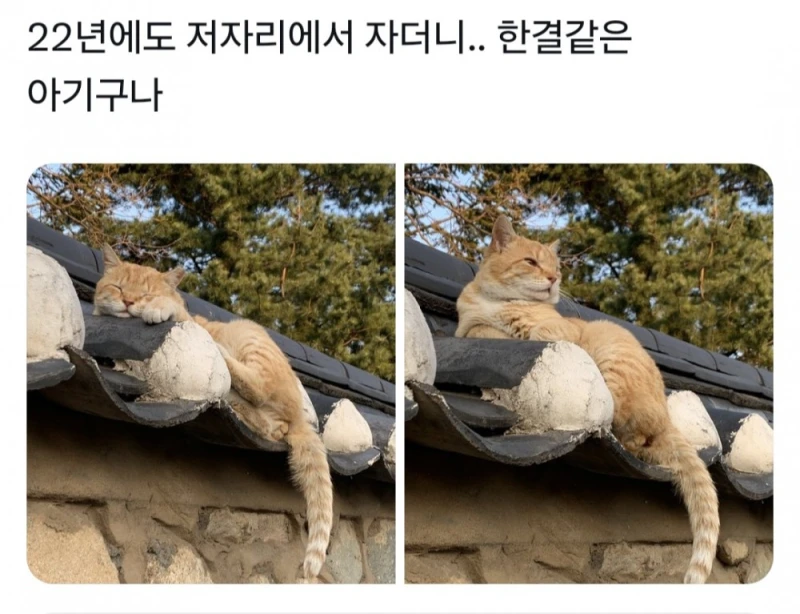 경주에서 자주 목격된다는 치즈 고양이-5
