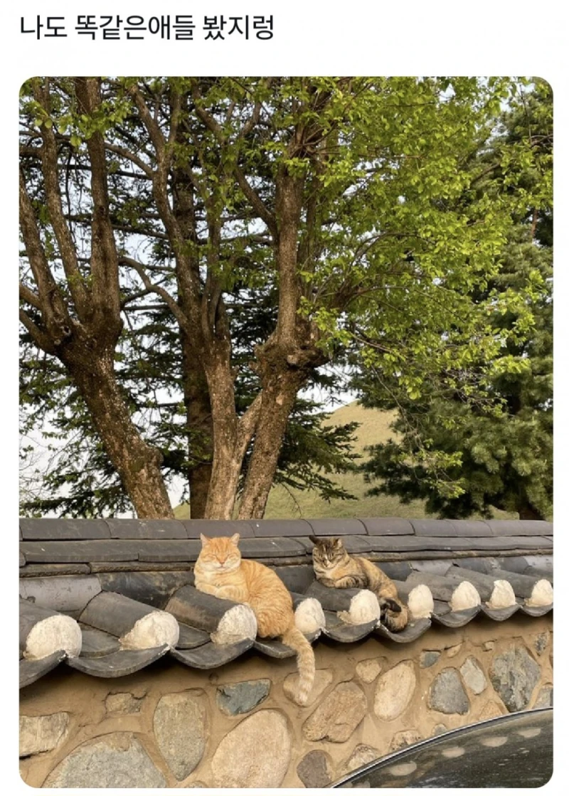경주에서 자주 목격된다는 치즈 고양이-6