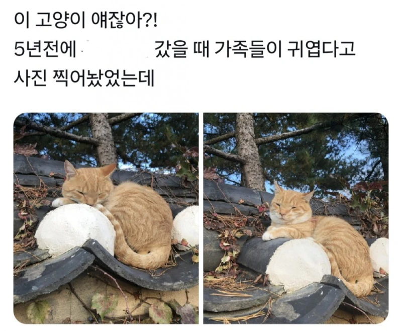 경주에서 자주 목격된다는 치즈 고양이-7
