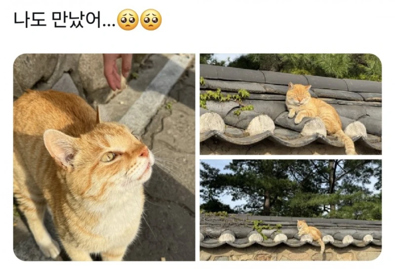 경주에서 자주 목격된다는 치즈 고양이-8