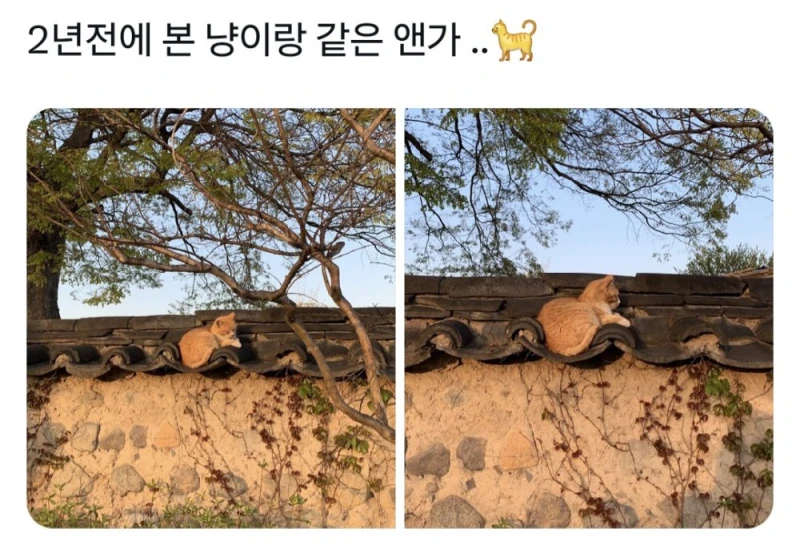 경주에서 자주 목격된다는 치즈 고양이-9