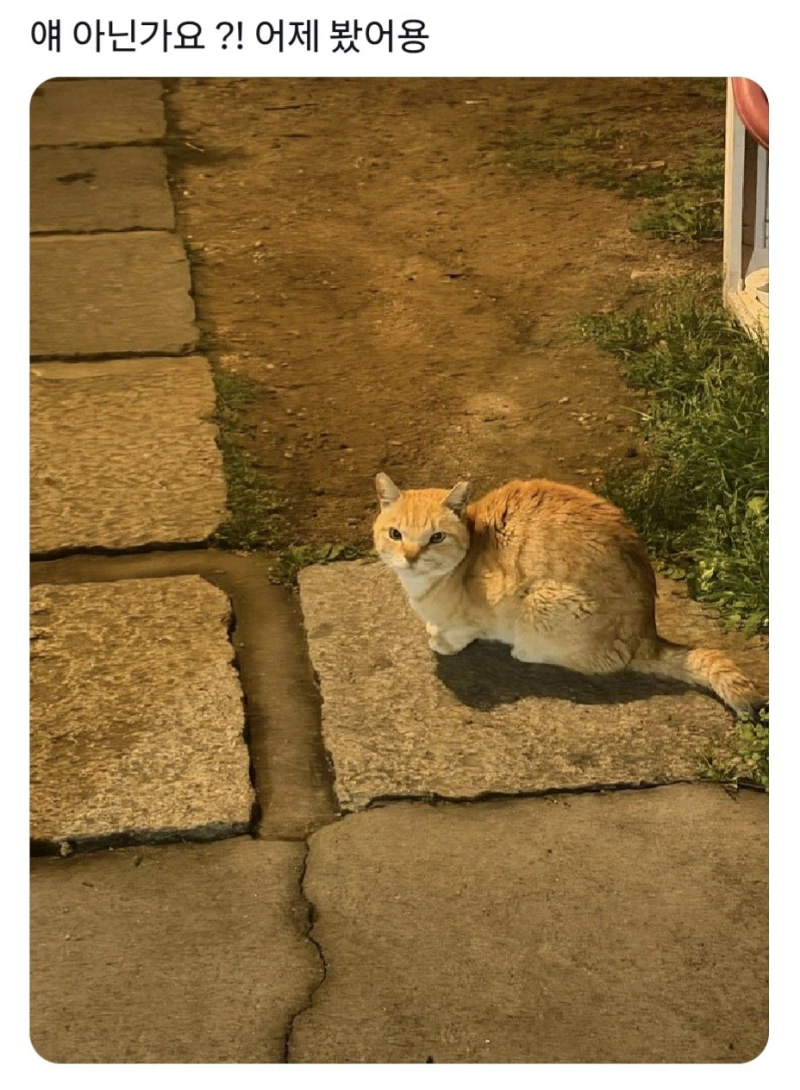 경주에서 자주 목격된다는 치즈 고양이-11