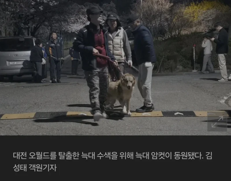 어제 대전 오월드 탈출한 늑대 포획 작전 근황