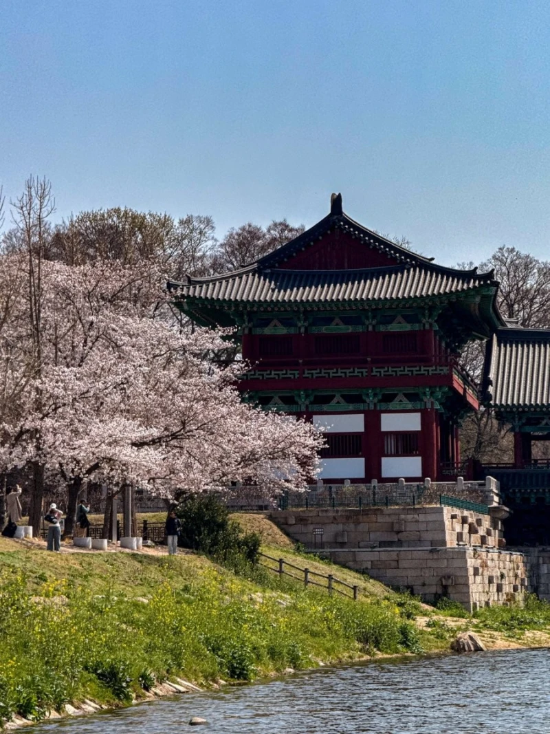 외국인이 여행와서 찍은 경주 사진들-10