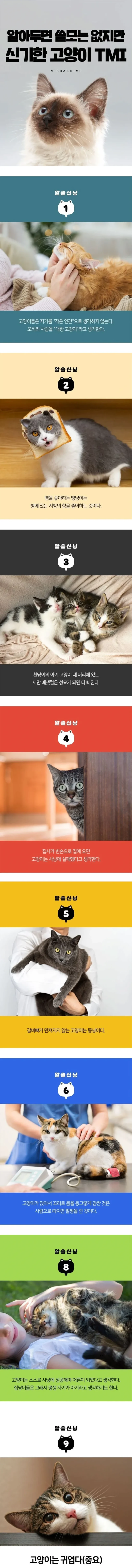 알아두면 쓸모는 없지만 신기한 고양이 TMI 