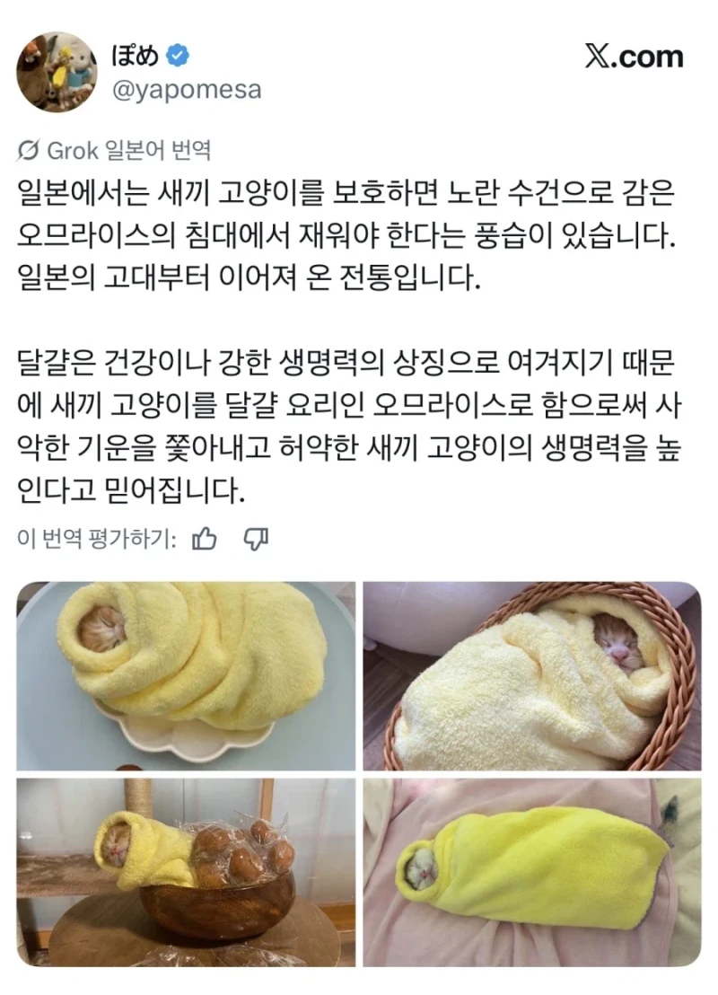 일본의 새끼 고양이 전통 풍습