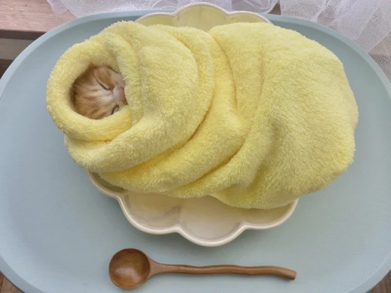 일본의 새끼 고양이 전통 풍습-2