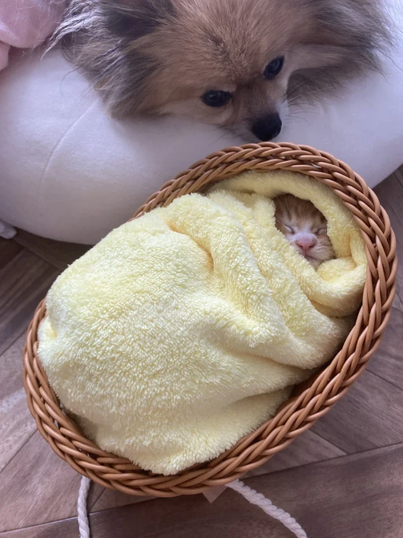일본의 새끼 고양이 전통 풍습-3