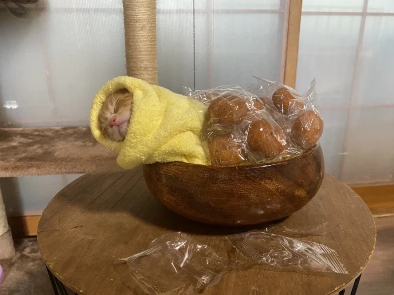 일본의 새끼 고양이 전통 풍습-4