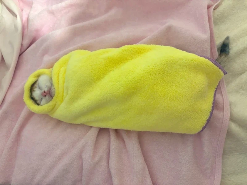 일본의 새끼 고양이 전통 풍습-5