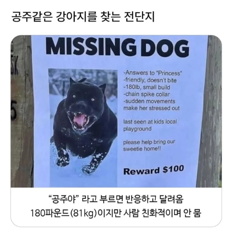 공주같은 강아지를 찾는다는 전단지