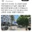 기존 가로수 다 뽑고 소나무 심은 마포대로 가로수 상태