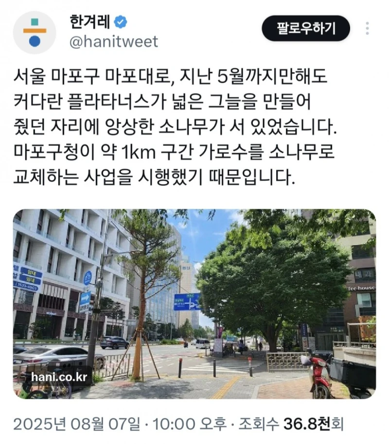 기존 가로수 다 뽑고 소나무 심은 마포대로 가로수 상태