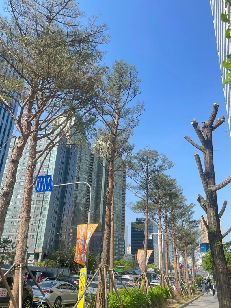 기존 가로수 다 뽑고 소나무 심은 마포대로 가로수 상태-3