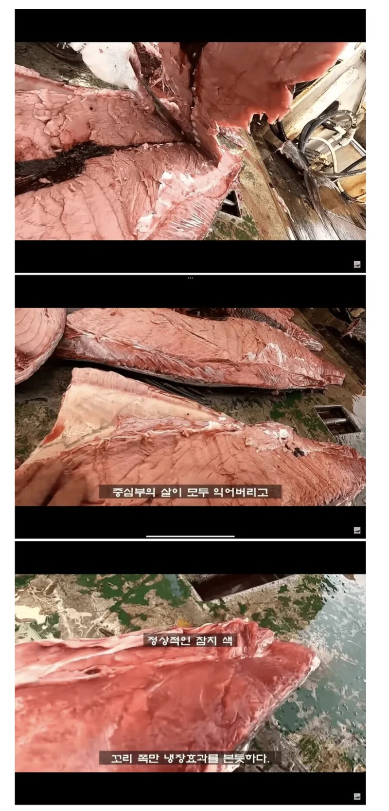 참치를 잡으면 바로 냉동해야하는 이유 