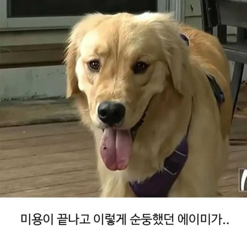 미용실 다녀온 후 예민해진 리트리버-2