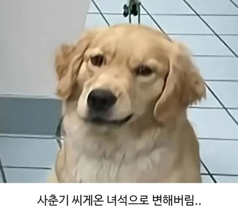 미용실 다녀온 후 예민해진 리트리버-3