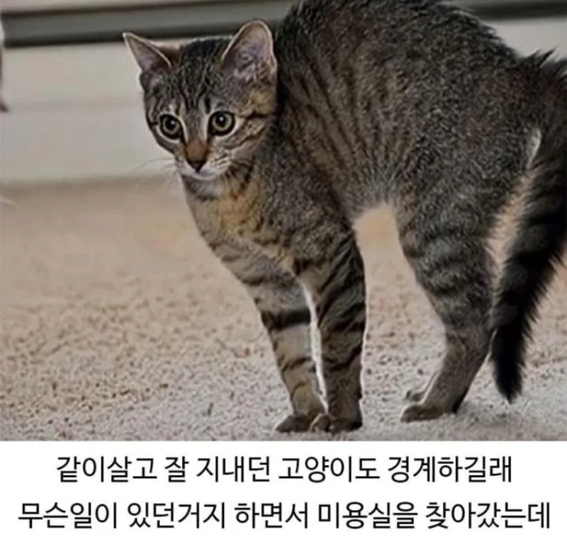 미용실 다녀온 후 예민해진 리트리버-5