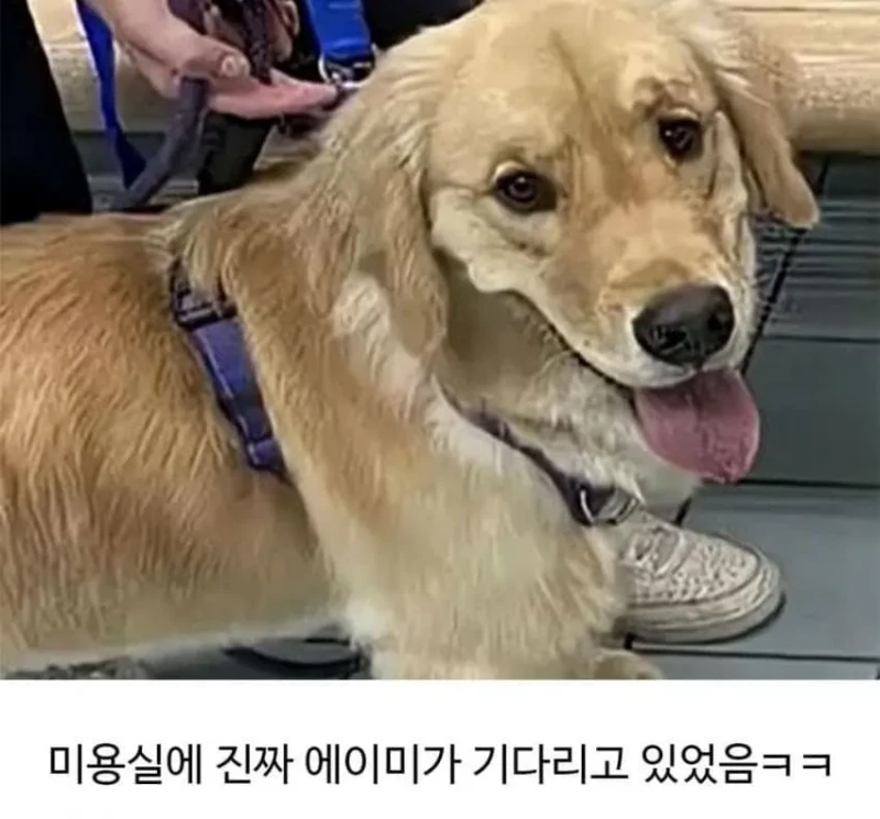 미용실 다녀온 후 예민해진 리트리버-6