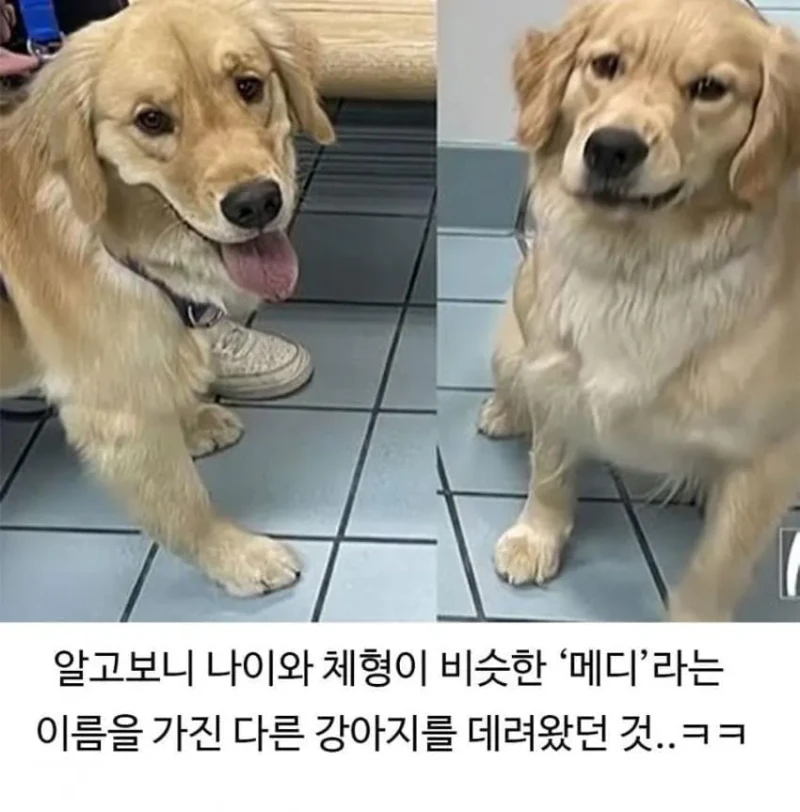 미용실 다녀온 후 예민해진 리트리버-7