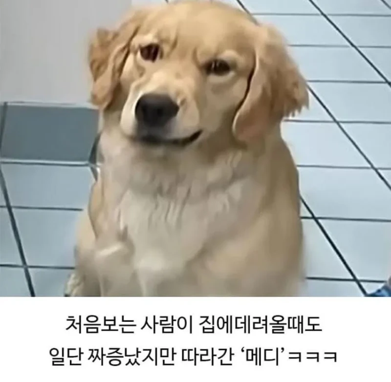 미용실 다녀온 후 예민해진 리트리버-8