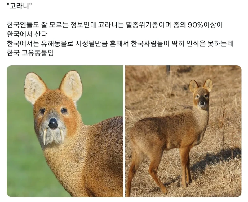 한국에만 사는 동물을 보고 감탄하는 일본인들