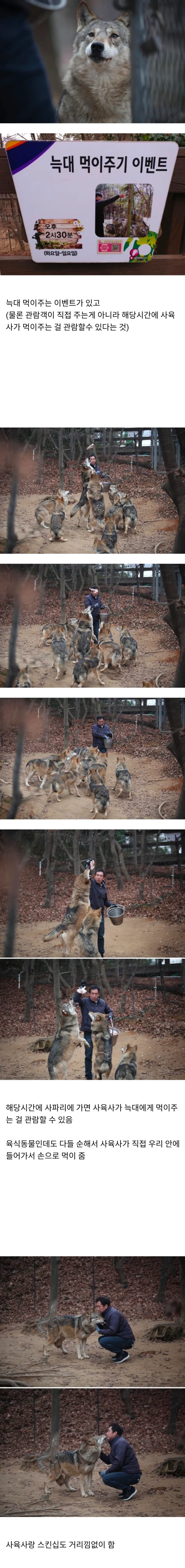 의외로 잘 모르는 오월드 늑대 사육사