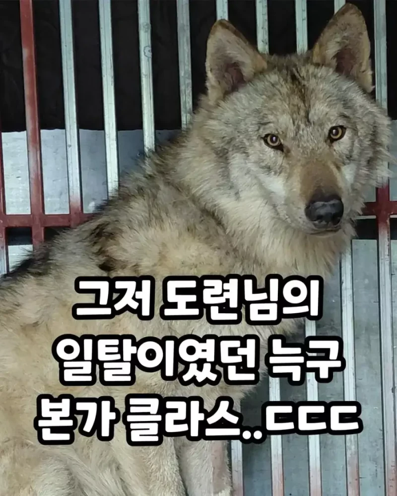 본가 공개되고 늑구 새로 생긴 별명