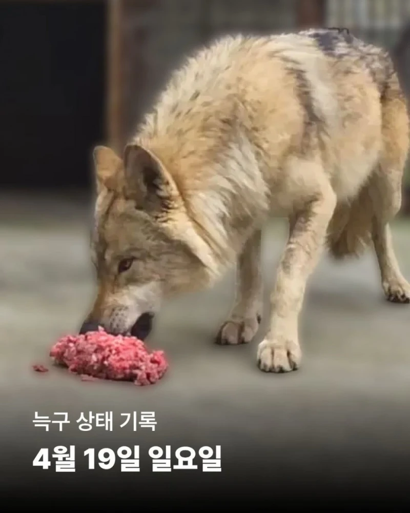 집으로 돌아온 늑구 오늘자 근황