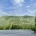 남부지방 소나무 근황