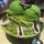 설빙 특이하게 생긴 메뉴
