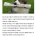 미국 흑인들이 자기들만의 사회를 만들었을때 일어났던 일